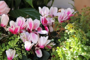 pink and white cyclamen