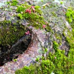 japanese maple bark and moss