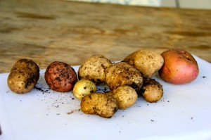 harvested white and red potatoes