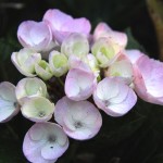 baby-pink-yellow-white-hydrangea