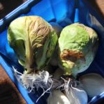 rooted brussels sprouts